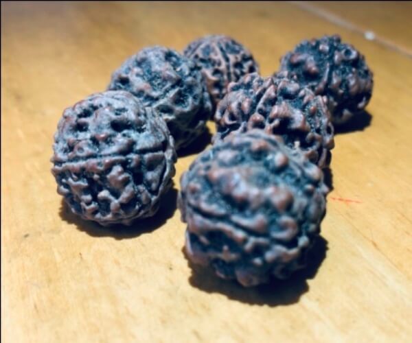 Rudraksha 10 FACE single bead